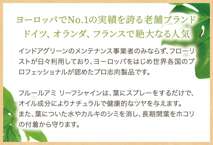 ヨーロッパでNo.1の実績を誇る老舗ブランド ドイツ、オランダ、フランスで絶大なる人気 インドアグリーンのメンテナンス事業者のみならず、フローリストが日々利用しており、ヨーロッパをはじめ世界各国のプロフェッショナルが認めたプロ志向製品です。フルールアミ リーフシャインは、葉にスプレーをするだけで、オイル成分によりナチュラルで健康的なツヤを与えます。また、葉についた水やカルキのシミを消し、長期間葉をホコリの付着から守ります。