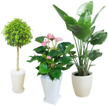 観葉植物3つの画像