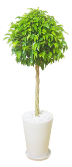 観葉植物3つの画像