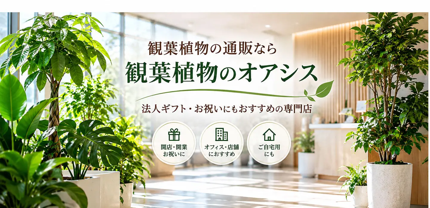 観葉植物の通販なら観葉植物のオアシス｜法人ギフト・お祝いにもおすすめ
