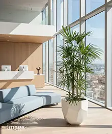 観葉植物、竣工祝祝い、新築祝いの事例3