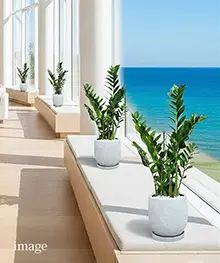 観葉植物、開店祝い、開業、開院祝いの事例４