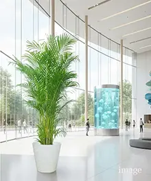 観葉植物、竣工祝祝い、新築祝いの事例1