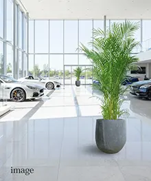 観葉植物、就任祝い、栄転、昇進祝いの事例４