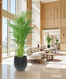 観葉植物、お祝い、贈答、ギフトの事例１（法人向け）