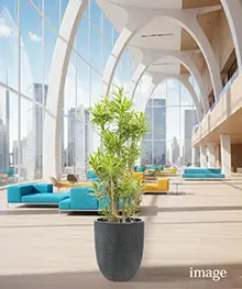 観葉植物、就任祝い、栄転、昇進祝いの事例３