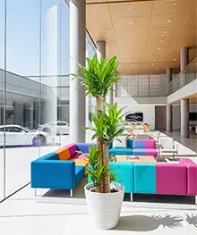 観葉植物、お祝い、贈答、ギフトの事例１（法人向け）