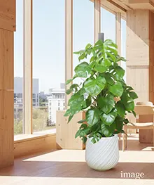 観葉植物、移転祝い、引っ越し、リニューアル祝いの事例３