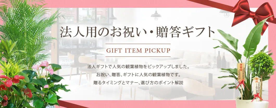 お祝い、贈答、ギフトに人気の観葉植物を法人向けでピックアップしました。贈るタイミングとマナー、選び方のポイント解説