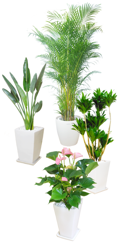 4つの観葉植物の画像