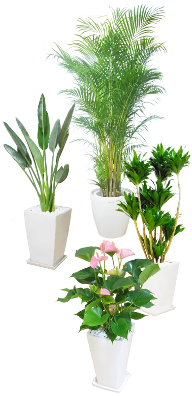 4つの観葉植物の画像