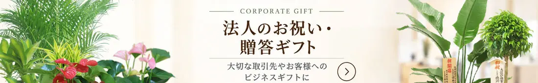 法人のお祝い・贈答ギフトにおすすめの観葉植物