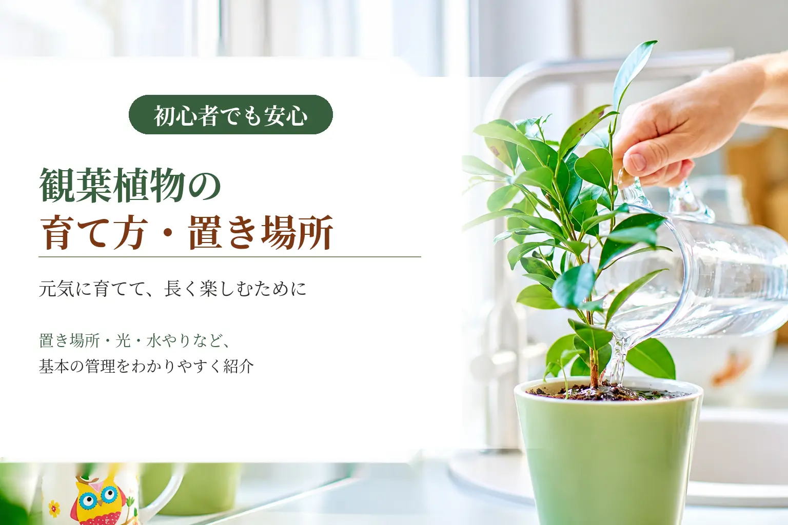観葉植物の育て方　置き場所や水やりなどを詳しく紹介
