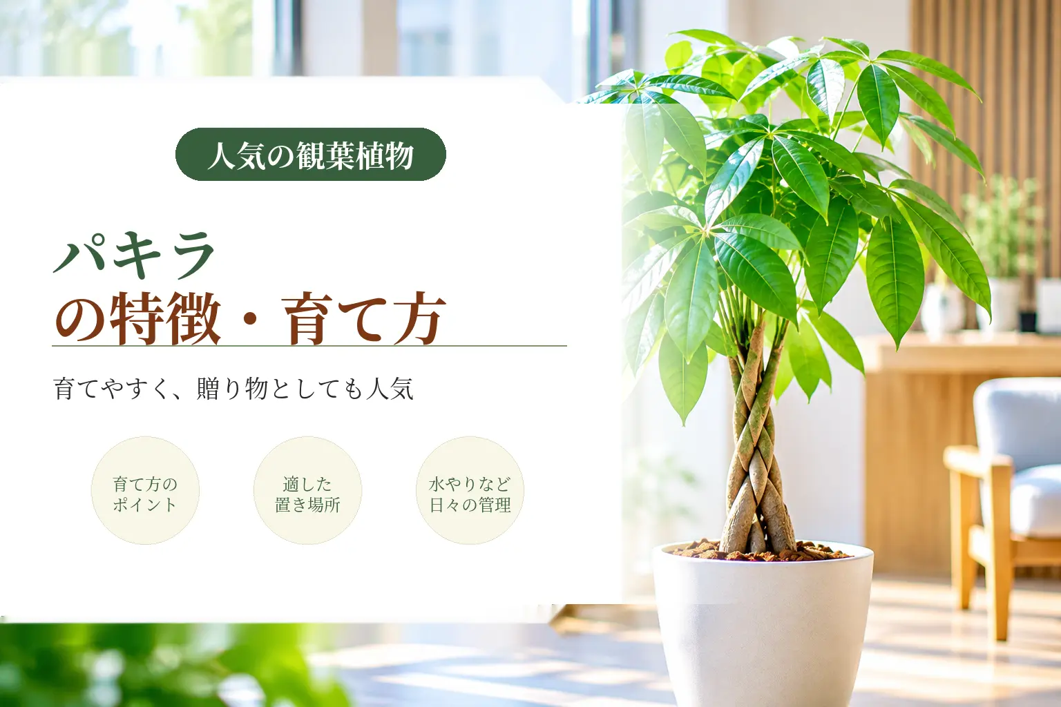 パキラの特徴や魅力を詳しく紹介