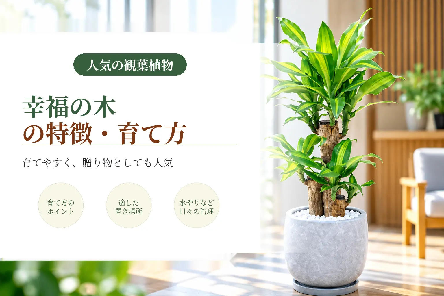 幸福の木の特徴や魅力を詳しく紹介