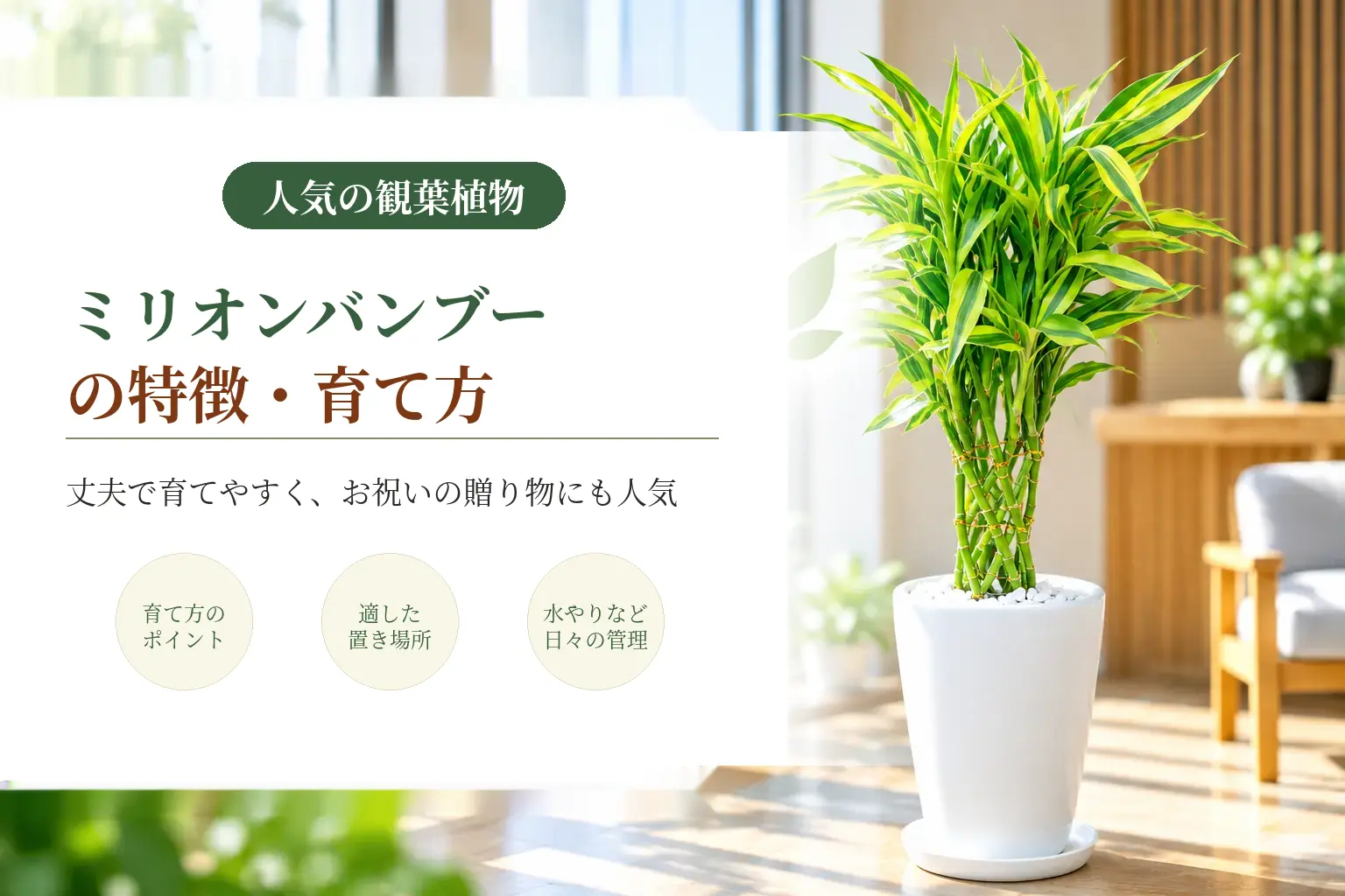 ミリオンバンブーの特徴や魅力を詳しく紹介