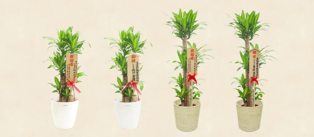 観葉植物の祝札の使い方画像