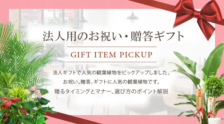 お祝い、贈答、ギフトに人気の観葉植物を法人向けでピックアップしました。贈るタイミングとマナー、選び方のポイント解説