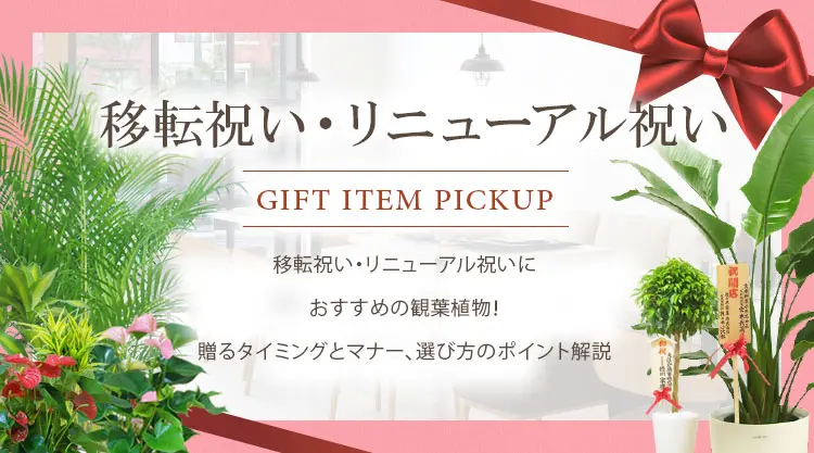 移転祝い、リニューアル祝いにおすすめの観葉植物！贈るタイミングとマナー、選び方のポイント解説