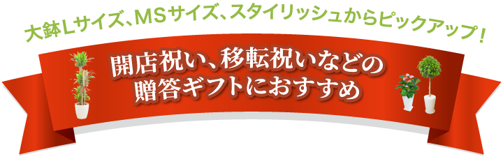 大鉢Lサイズ、MSサイズ、スタイリッシュからピックアップ!開店祝い、移店祝いなどの贈答ギフトにおすすめ
