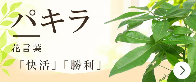 パキラの花言葉から観葉植物を選ぶ