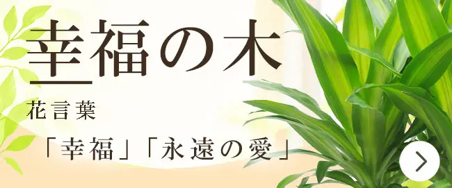 幸福の木の花言葉から観葉植物を選ぶ
