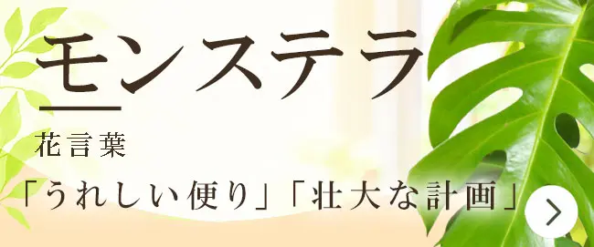 モンステラの花言葉から観葉植物を選ぶ