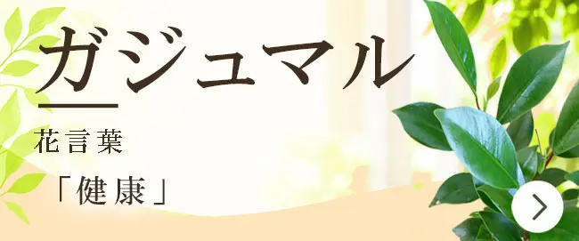 ガジュマルの花言葉から観葉植物を選ぶ
