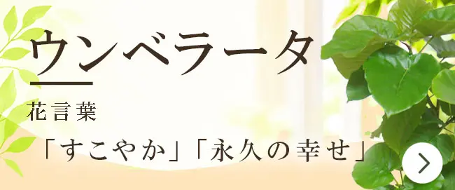 ウンベラータの花言葉から観葉植物を選ぶ
