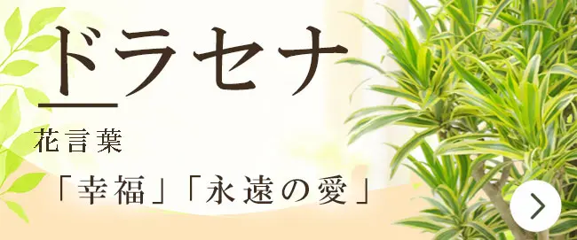ドラセナの花言葉から観葉植物を選ぶ