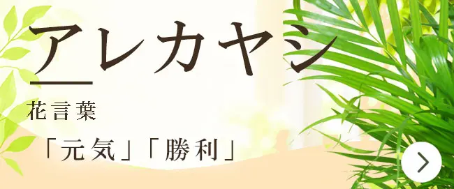 アレカヤシの花言葉から観葉植物を選ぶ