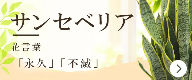 サンセベリアの花言葉から観葉植物を選ぶ