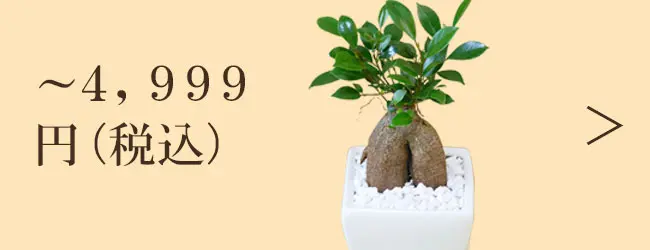 4,999円以下の観葉植物