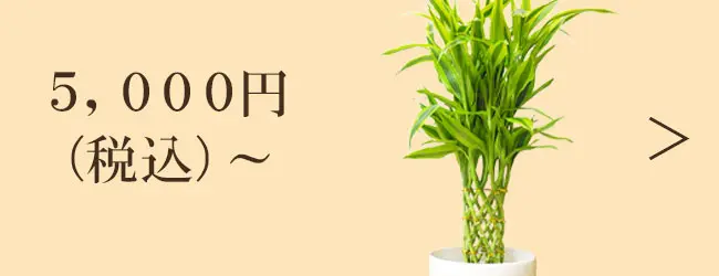 5,000円～の観葉植物