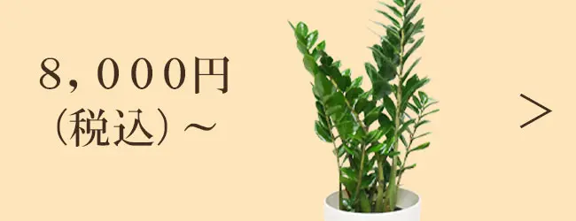 8,000円～の観葉植物