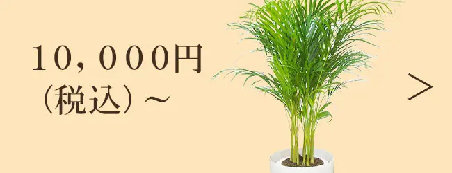 10,000円～の観葉植物