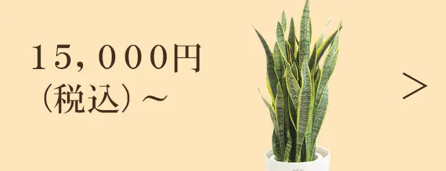 15,000円～の観葉植物