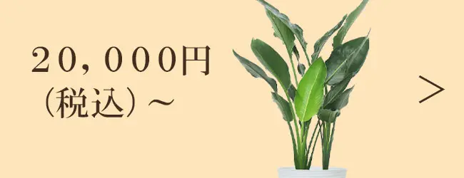 20,000円～の観葉植物