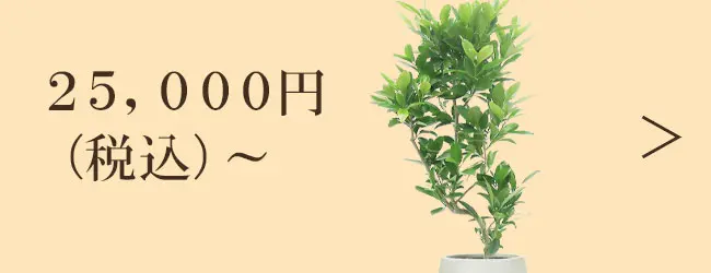 25,000円～の観葉植物