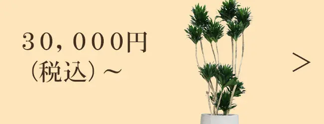 30,000円～の観葉植物
