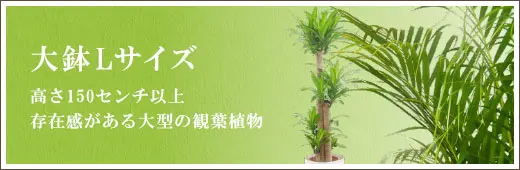 大鉢Lサイズの観葉植物