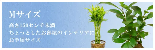 Mサイズの観葉植物