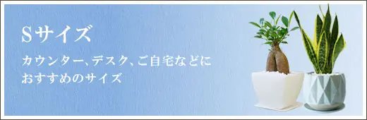 Sサイズの観葉植物