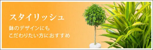 スタイリッシュな観葉植物