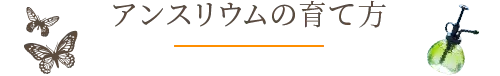アンスリウムの育て方