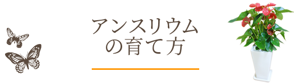 アンスリウムの育て方 観葉植物の通販 販売のオアシス