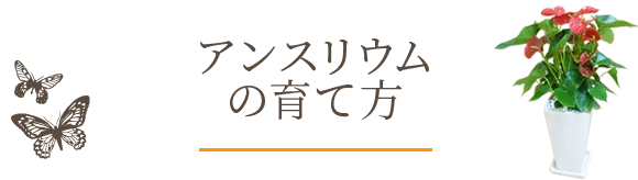 アンスリウムの育て方