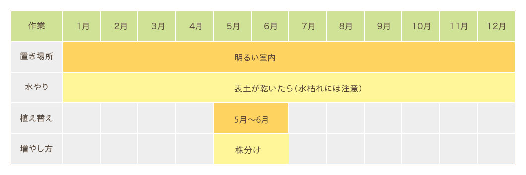 アレカヤシ栽培カレンダー 置き場所・水やり・植え替え・増やし方