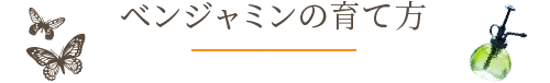 ベンジャミンの育て方