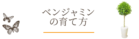 ベンジャミンの育て方